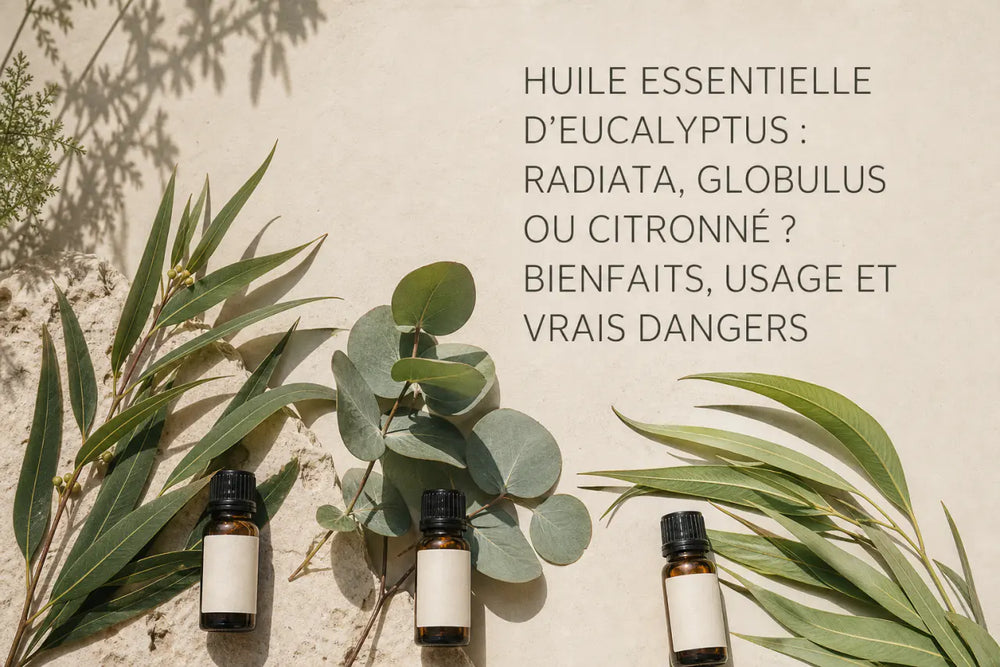 Huile essentielle d'eucalyptus : radiata, globulus ou citronné ? Bienfaits, usage et vrais dangers