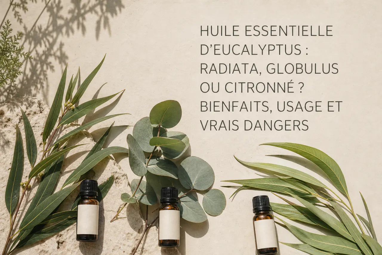 Huile essentielle d'eucalyptus : radiata, globulus ou citronné ? Bienfaits, usage et vrais dangers